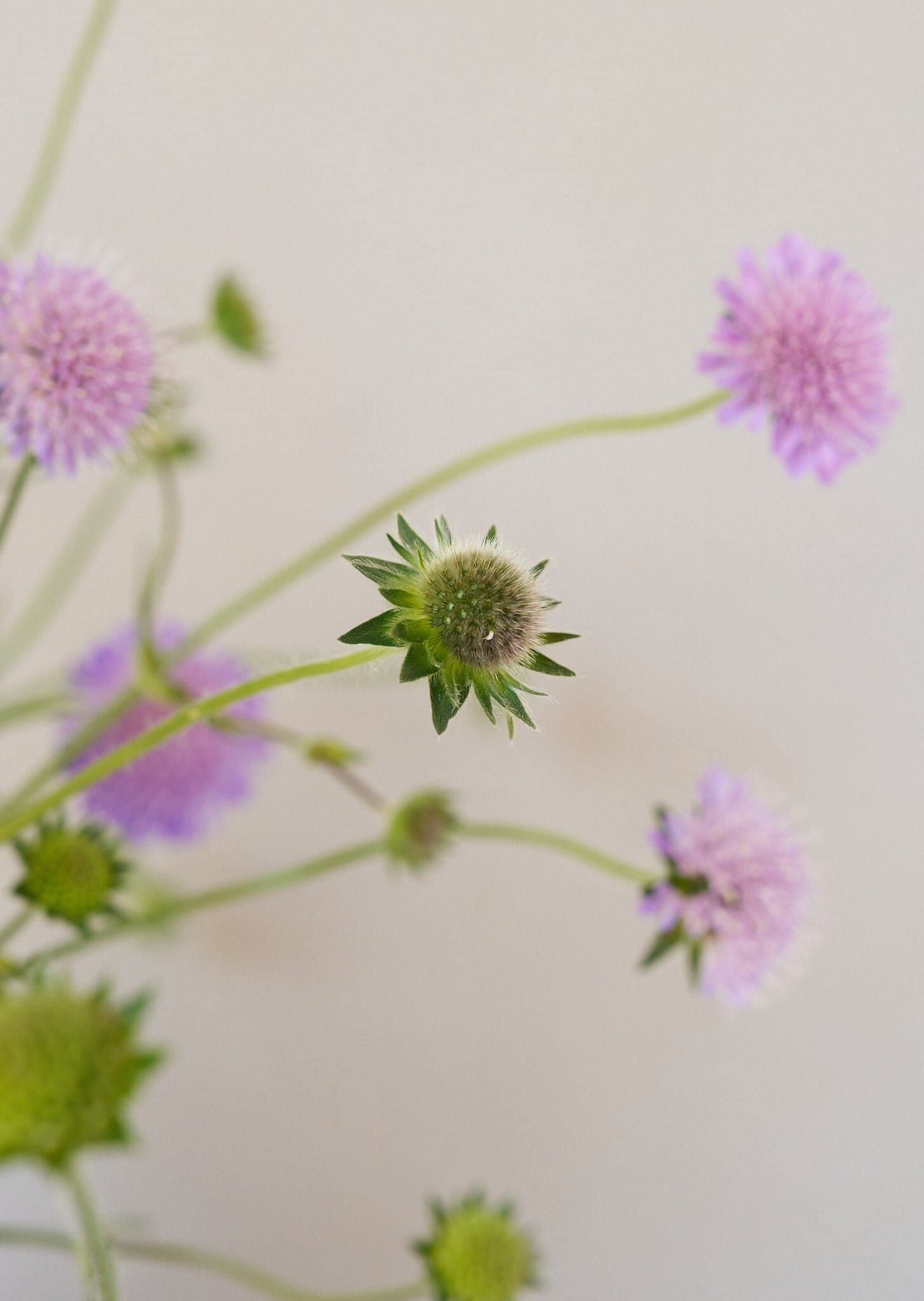 Blåhat Seed 