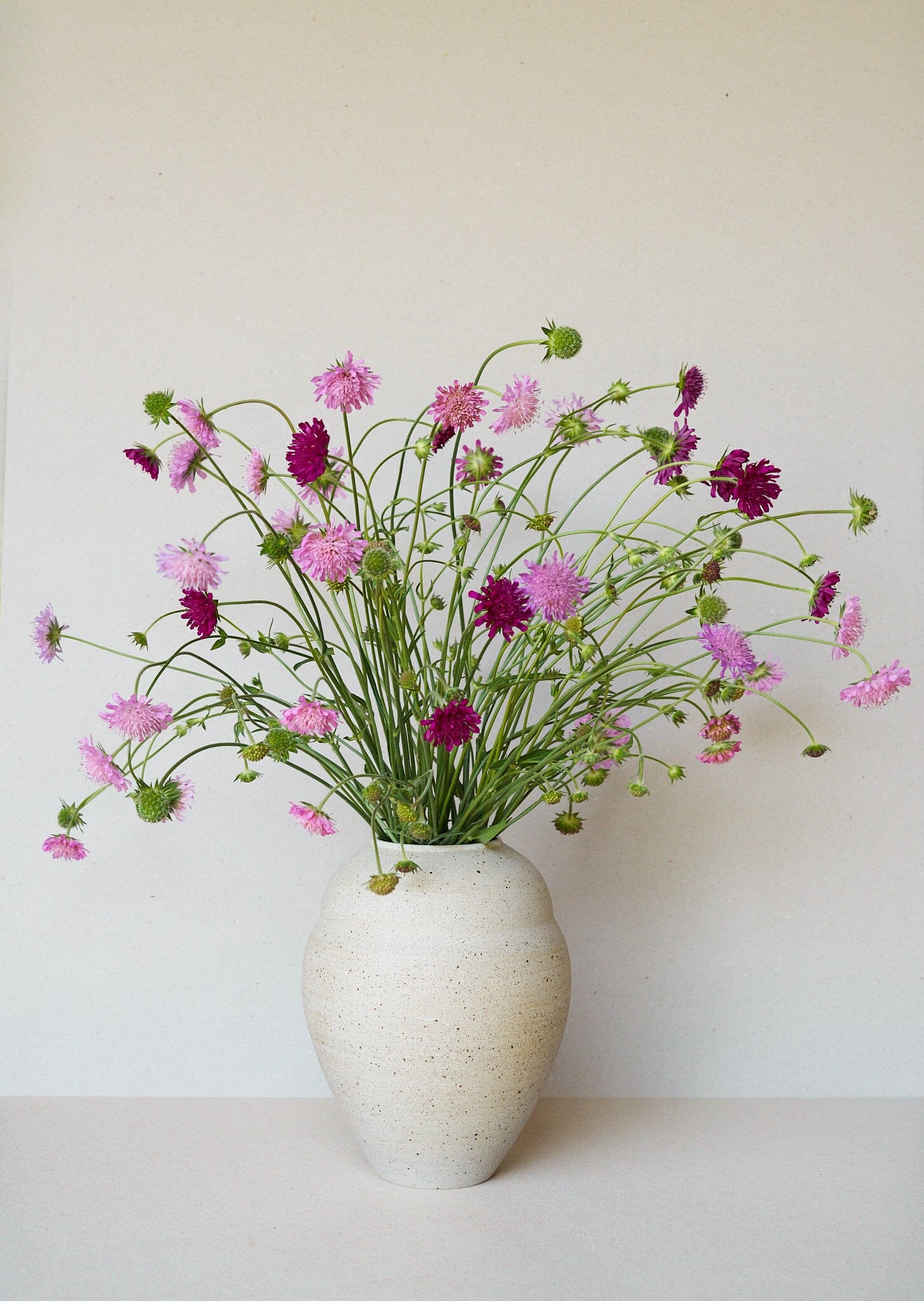 Blåhat 'Watercolours' Seed 