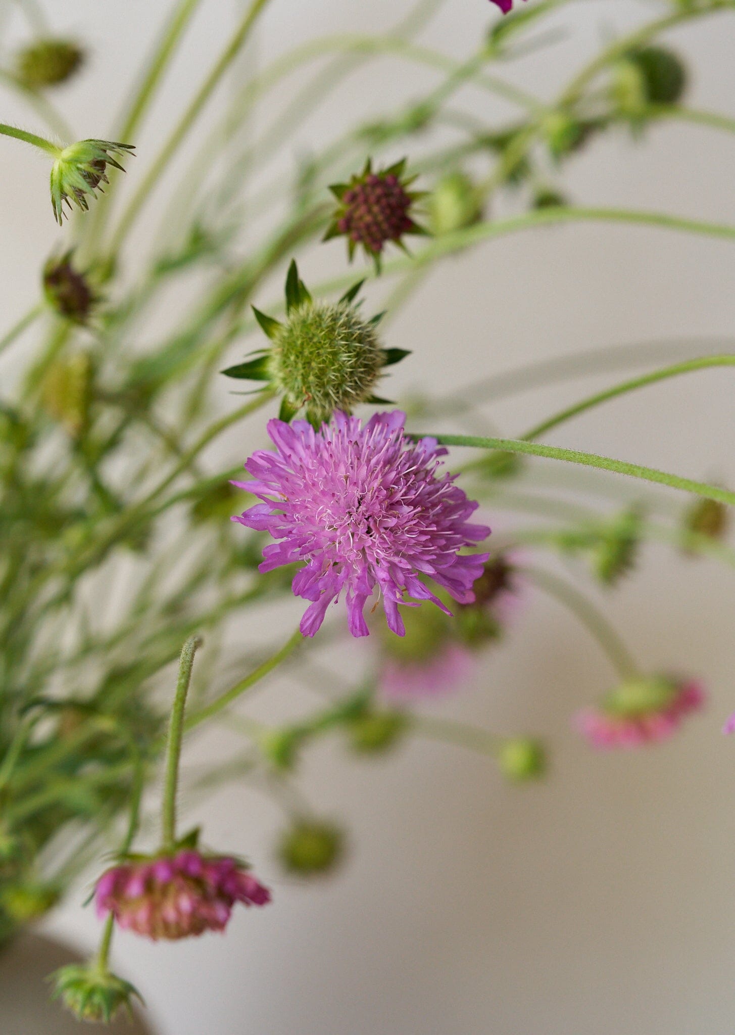 Blåhat 'Watercolours' Seed 