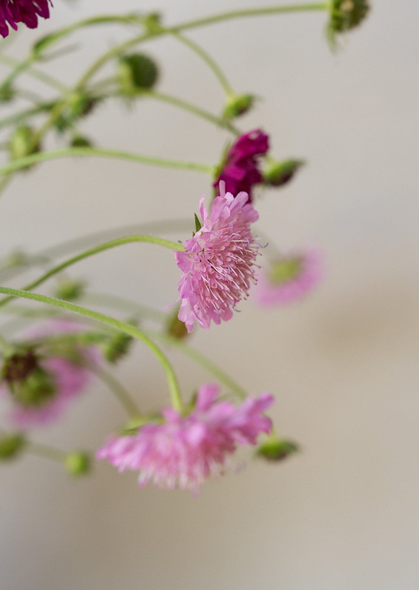 Blåhat 'Watercolours' Seed 