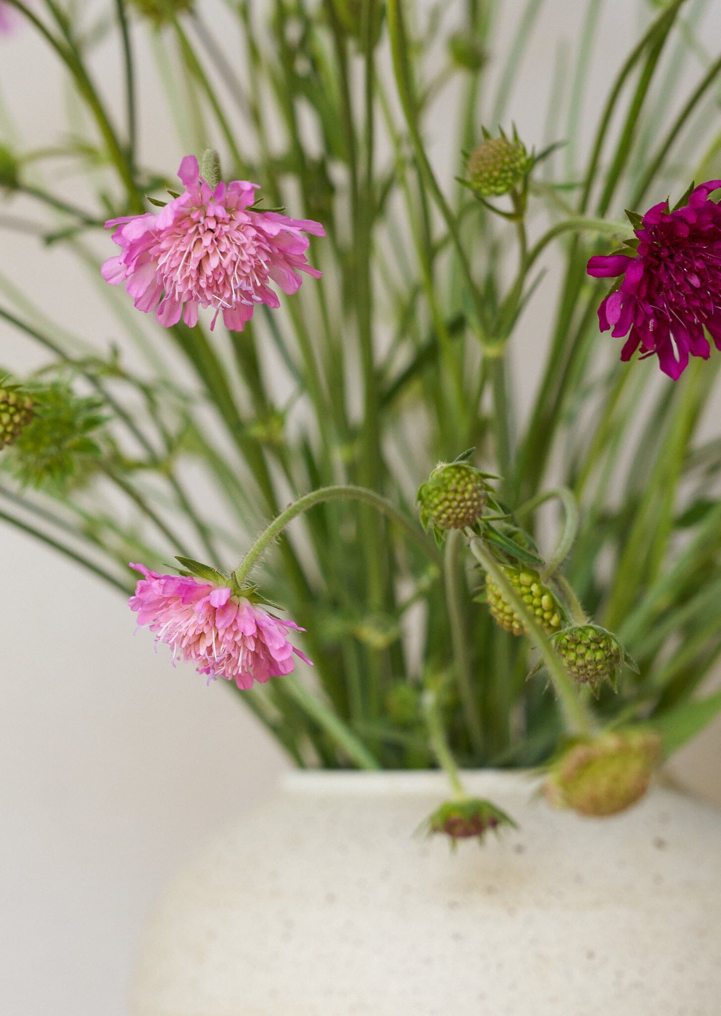 Blåhat 'Watercolours' Seed 