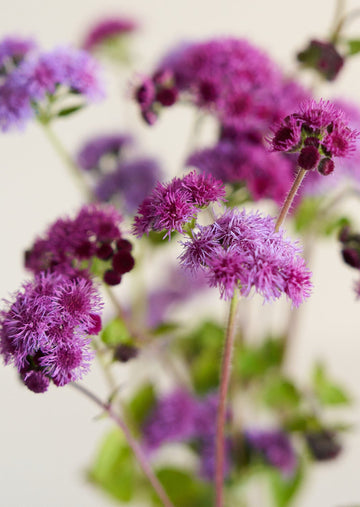 Blåkvast 'Cutting Red' Seed 