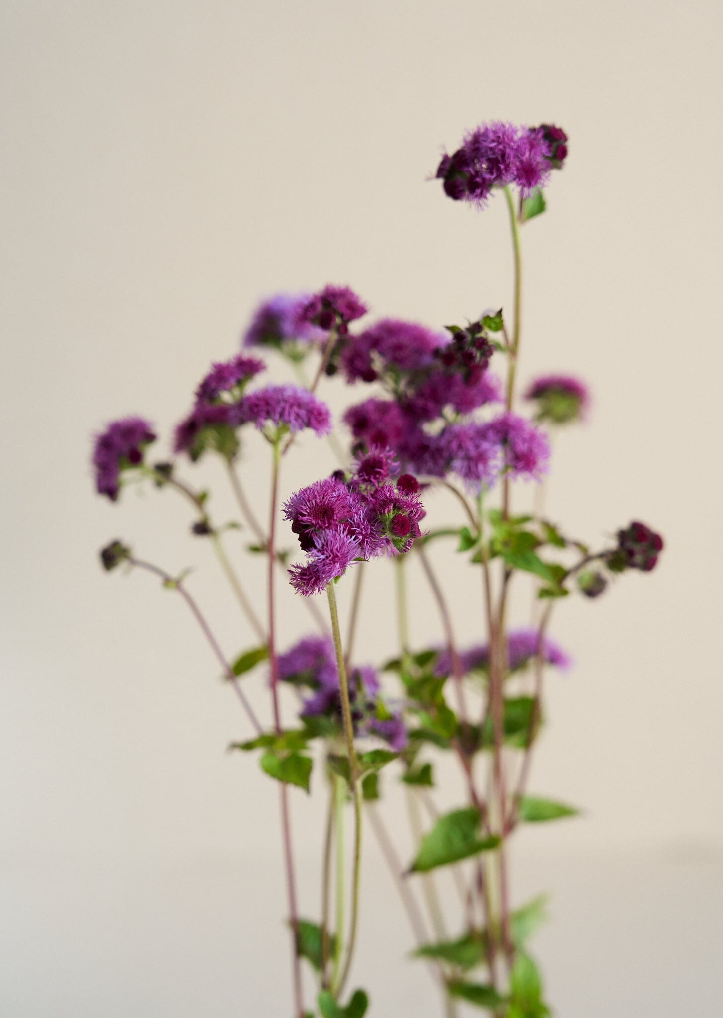 Blåkvast 'Cutting Red' Seed 