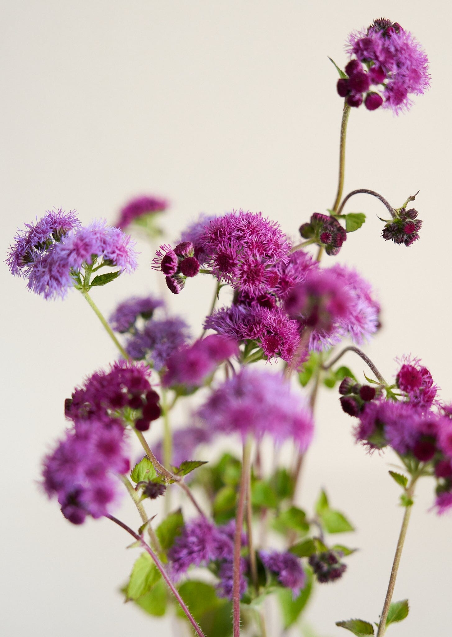 Blåkvast 'Cutting Red' Seed 