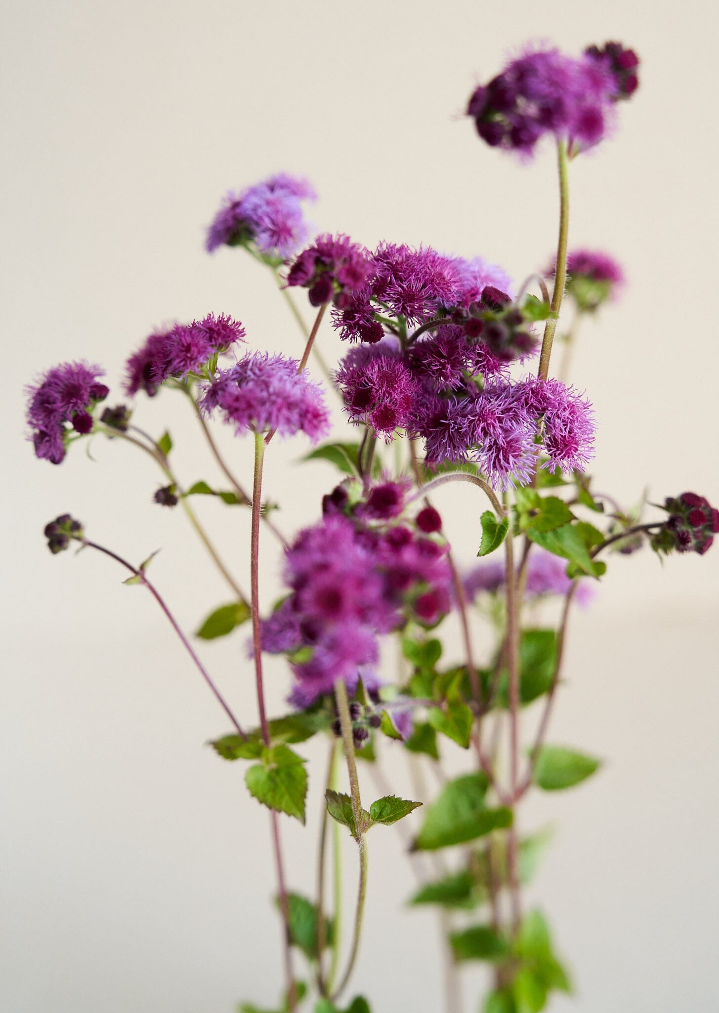Blåkvast 'Cutting Red' Seed 