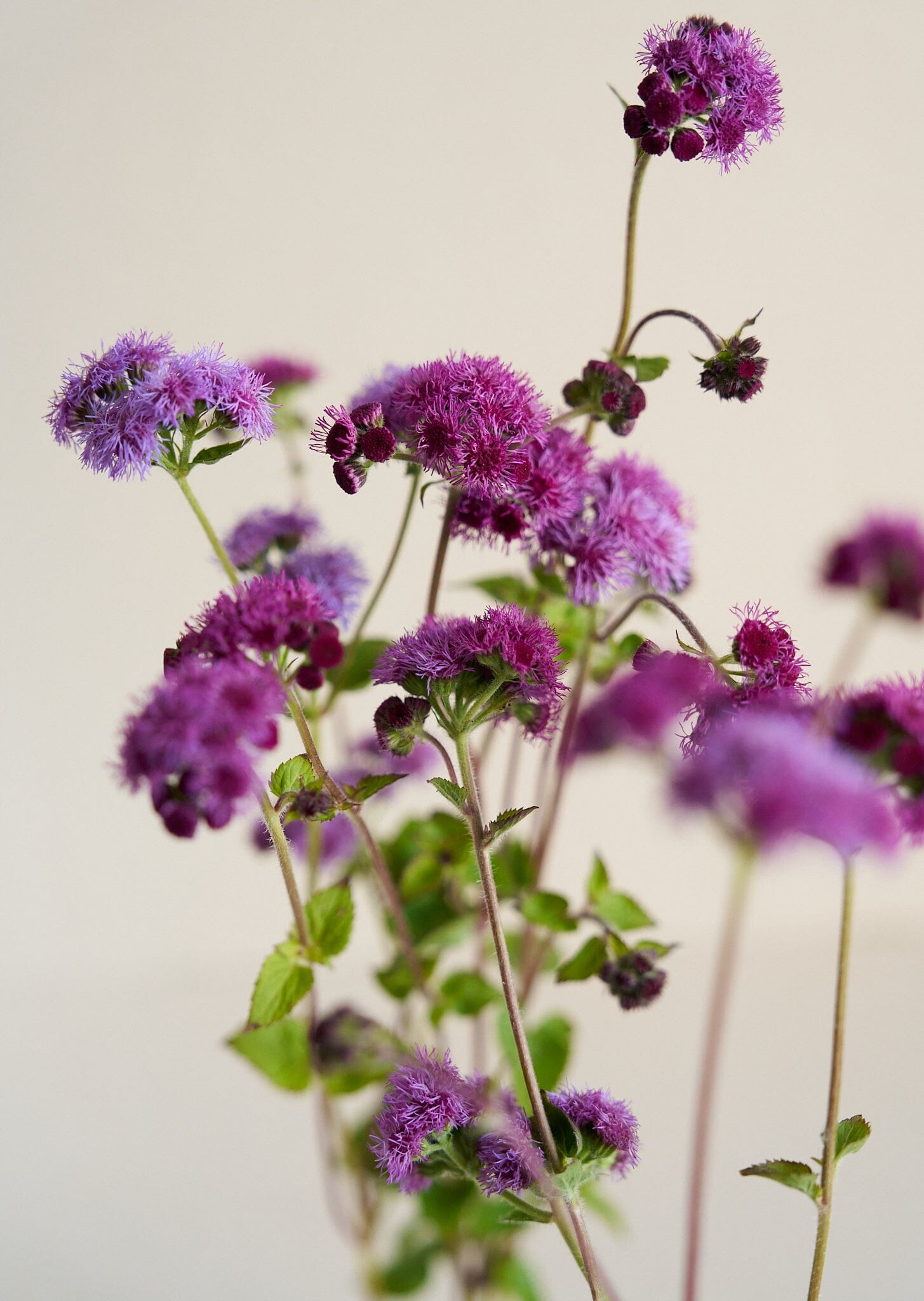 Blåkvast 'Cutting Red' Seed 