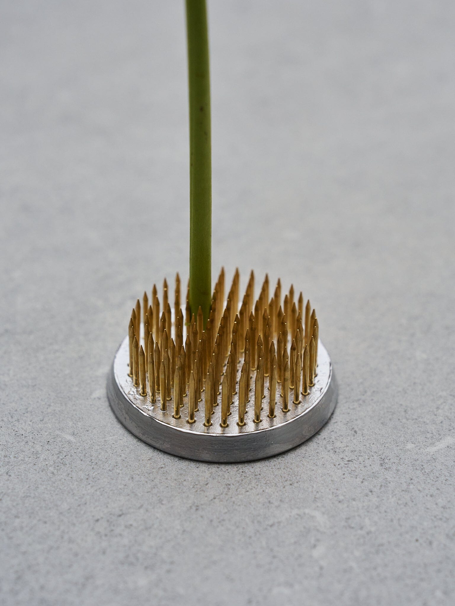 Blomsterfakir 'Kenzan' Mellem 