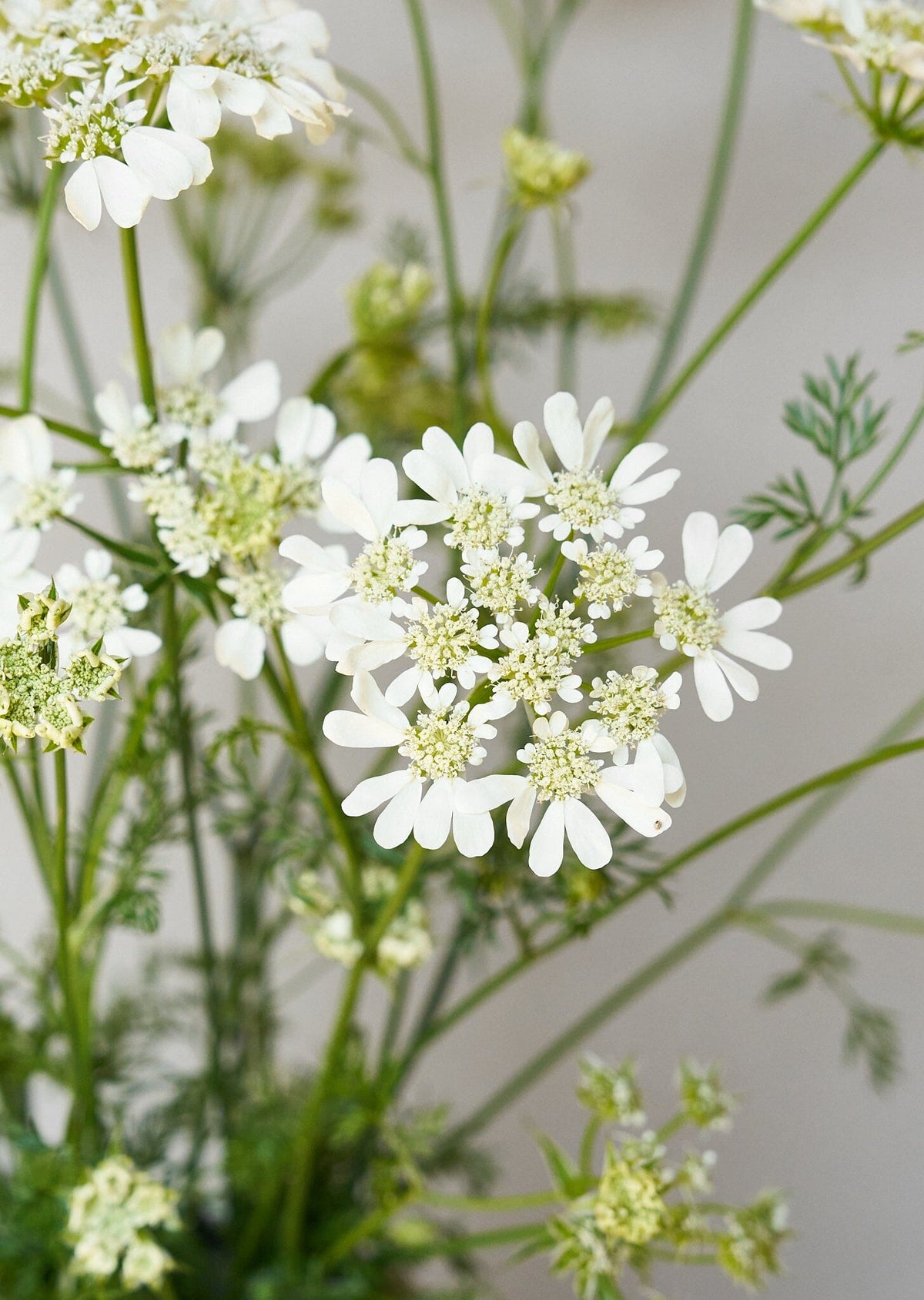 Blomsterkørvel 