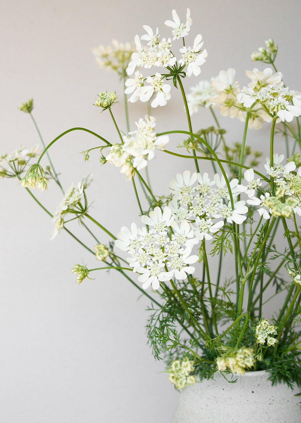 Blomsterkørvel 