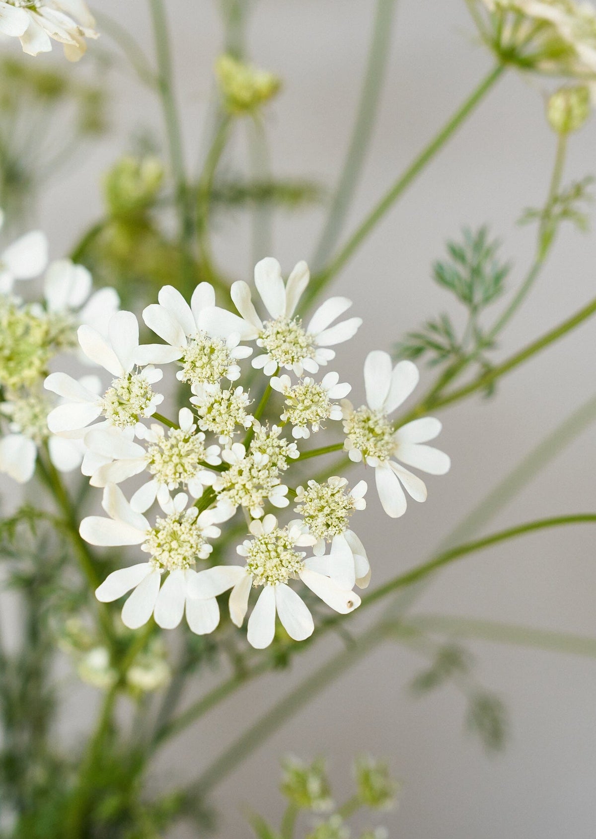 Blomsterkørvel 