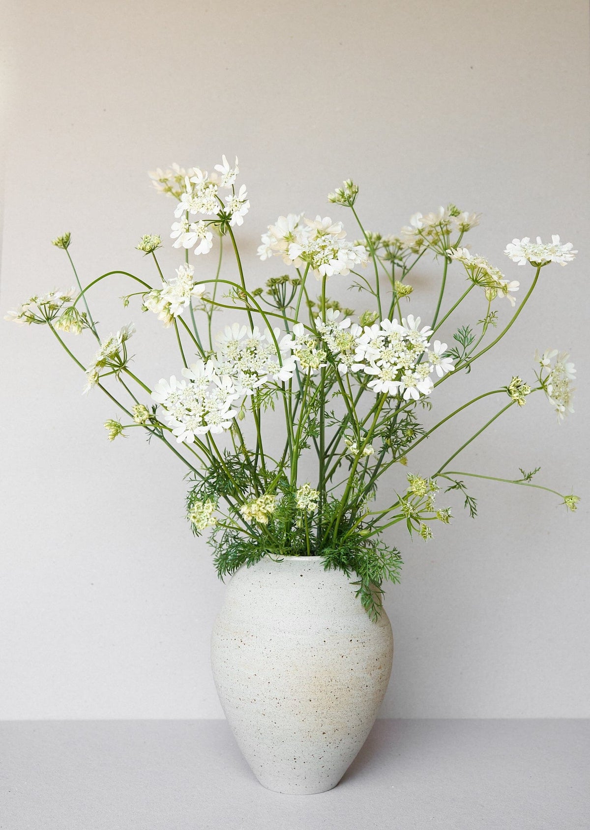 Blomsterkørvel 
