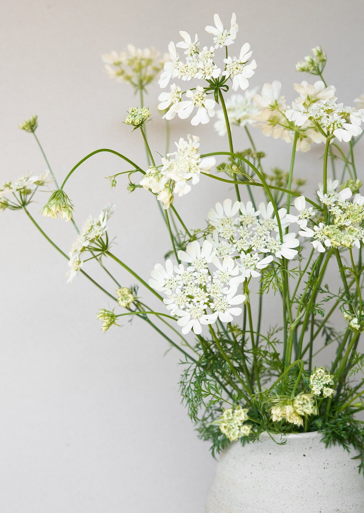 Blomsterkørvel 