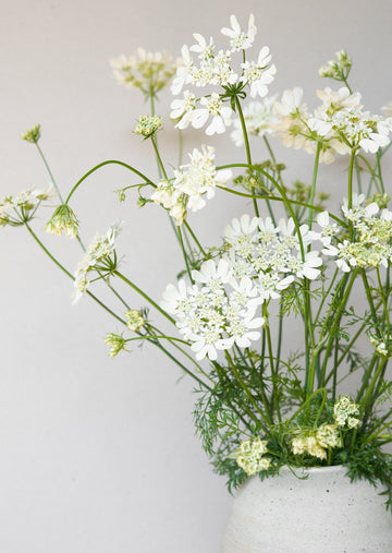 Blomsterkørvel 