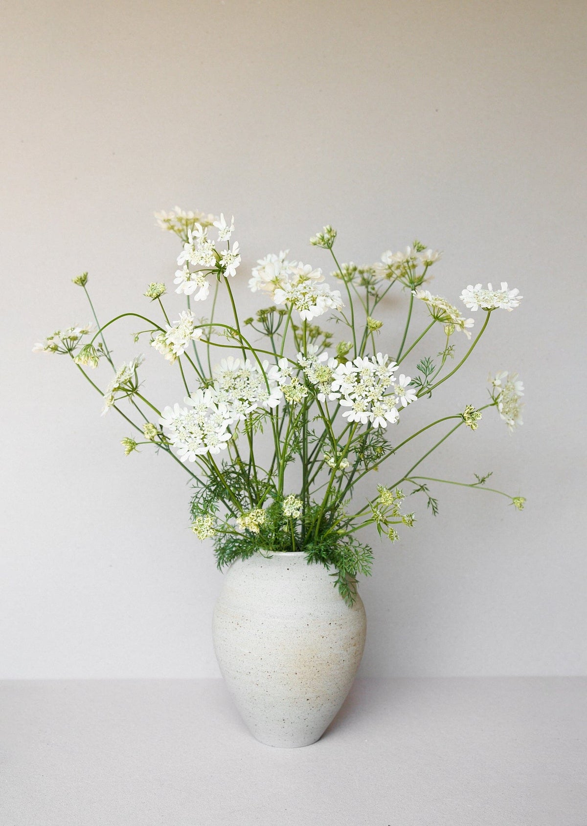 Blomsterkørvel 