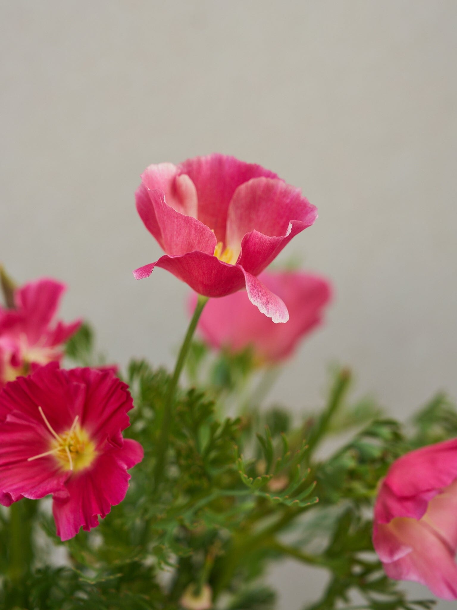 Californisk Guldvalmue 'Bush Rose' Seed 