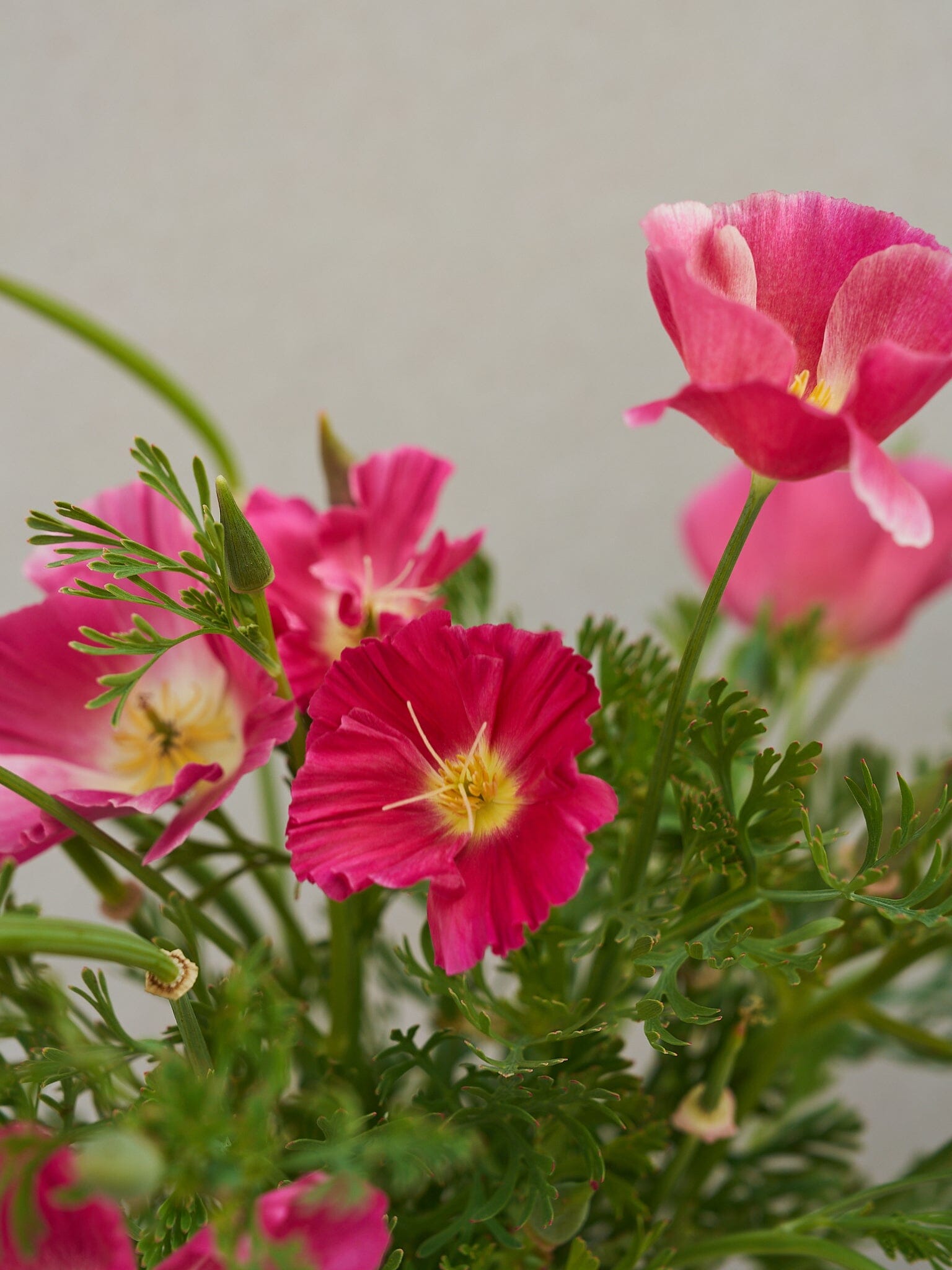 Californisk Guldvalmue 'Bush Rose' Seed 