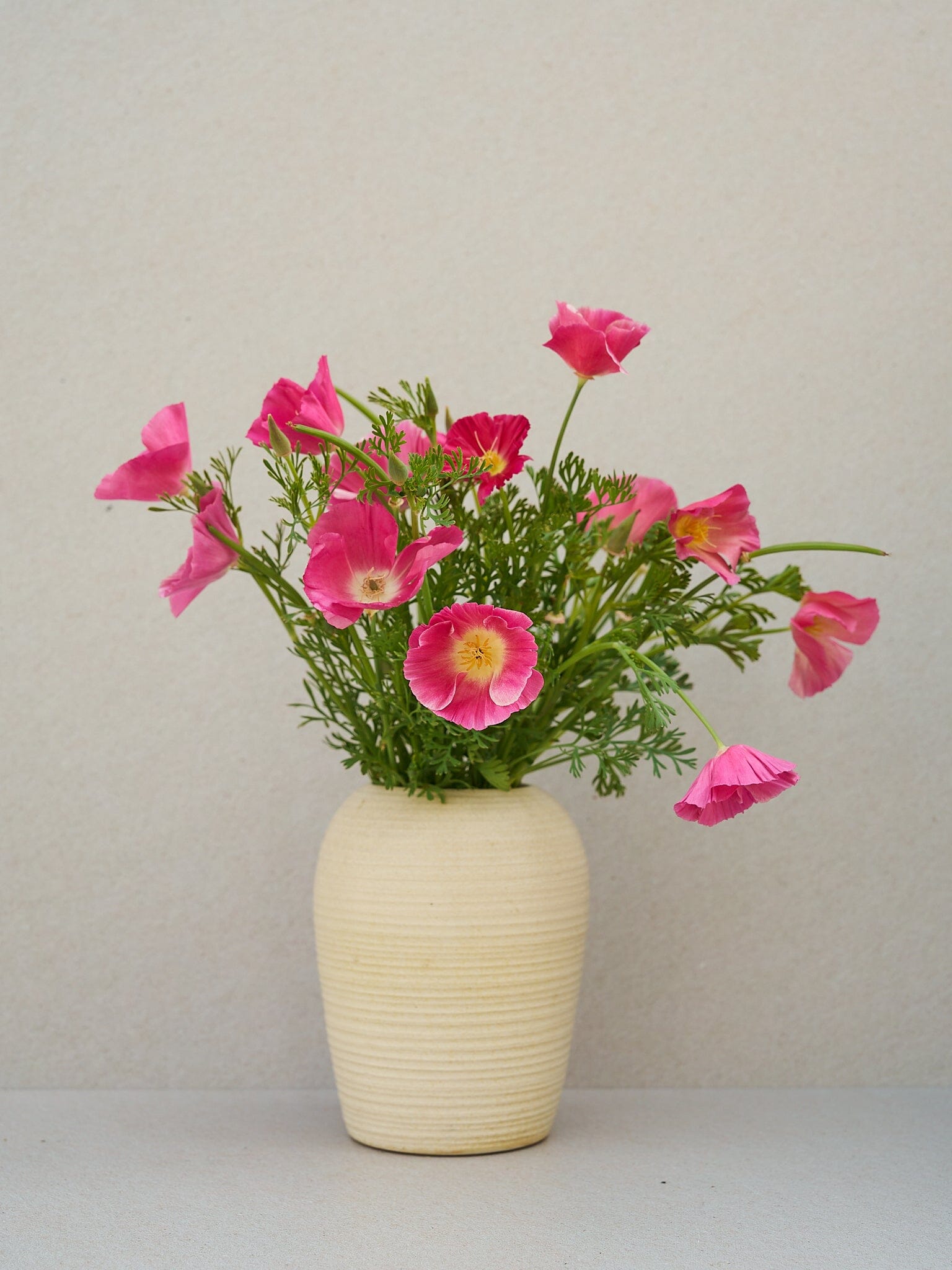 Californisk Guldvalmue 'Bush Rose' Seed 