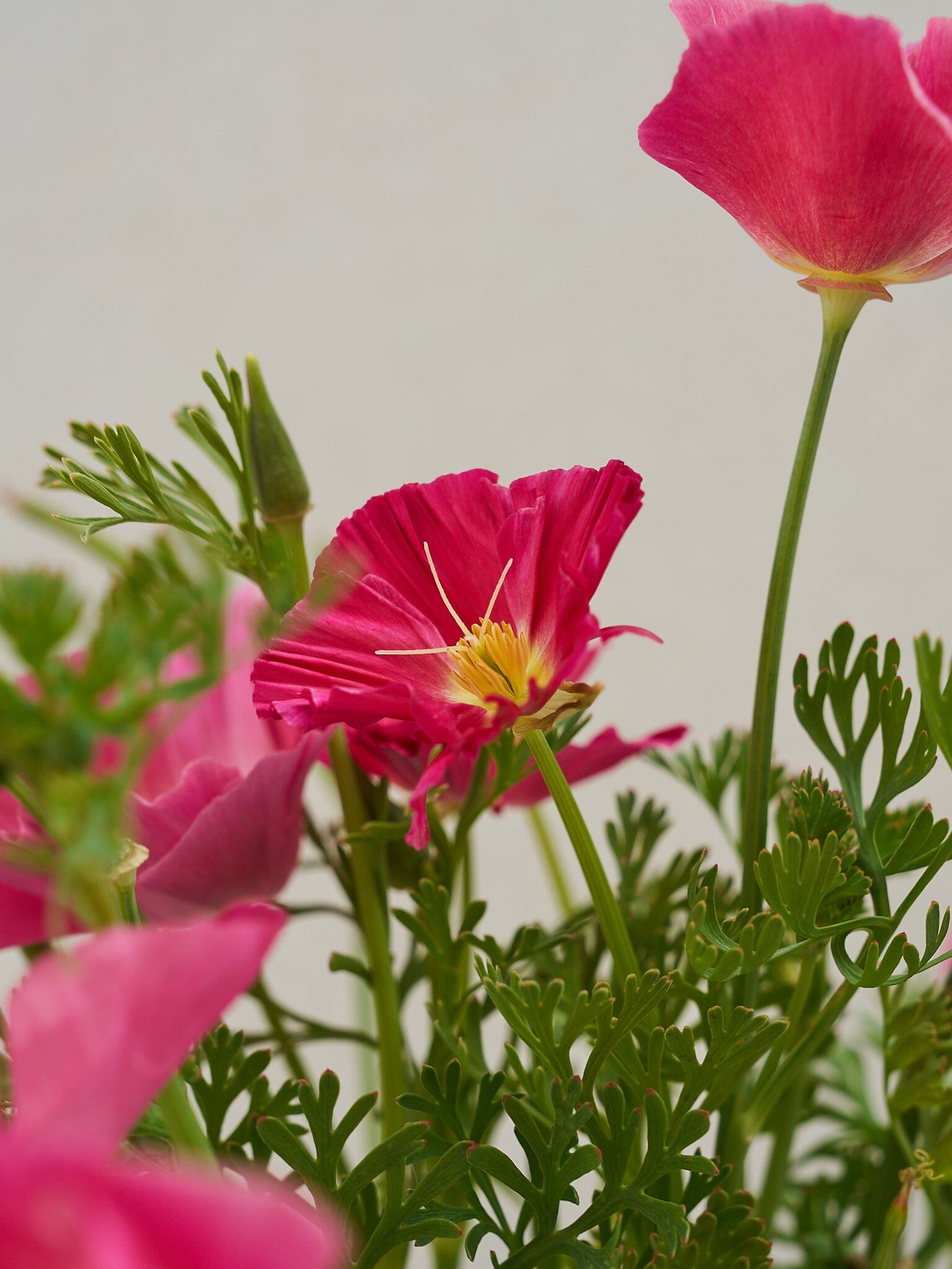 Californisk Guldvalmue 'Bush Rose' Seed 