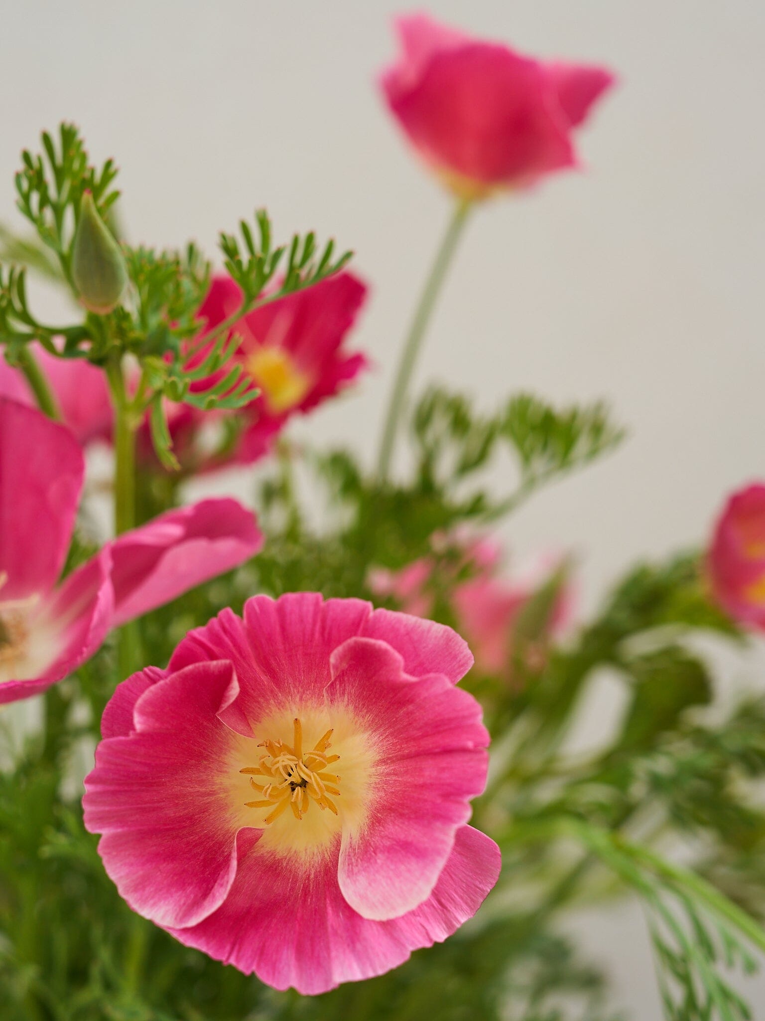 Californisk Guldvalmue 'Bush Rose' Seed 