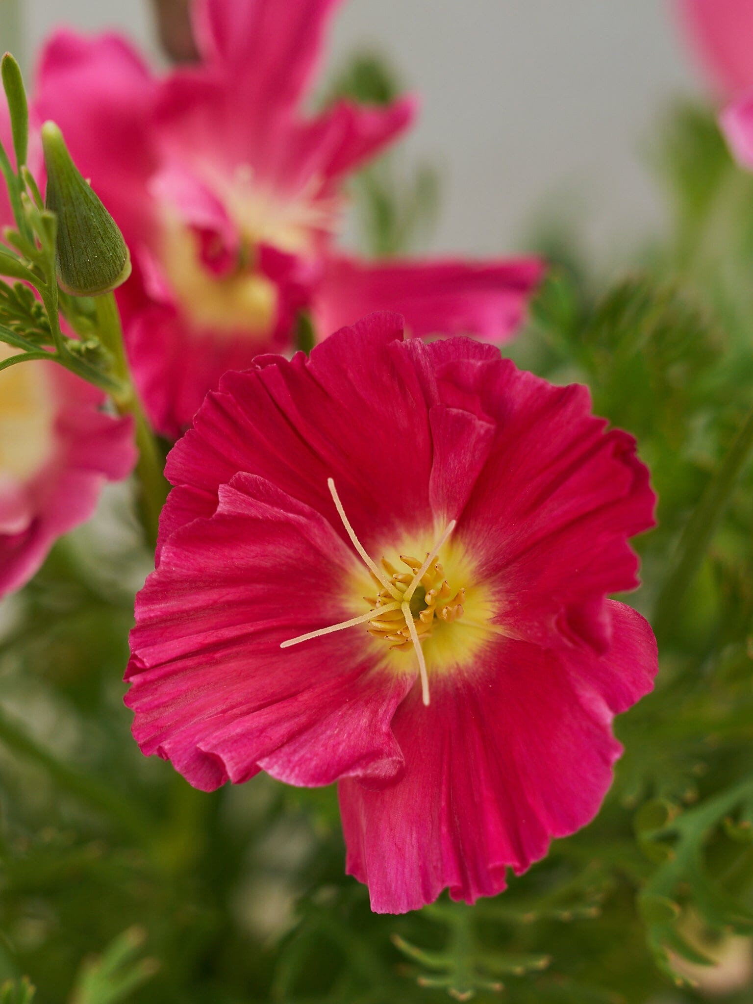 Californisk Guldvalmue 'Bush Rose' Seed 