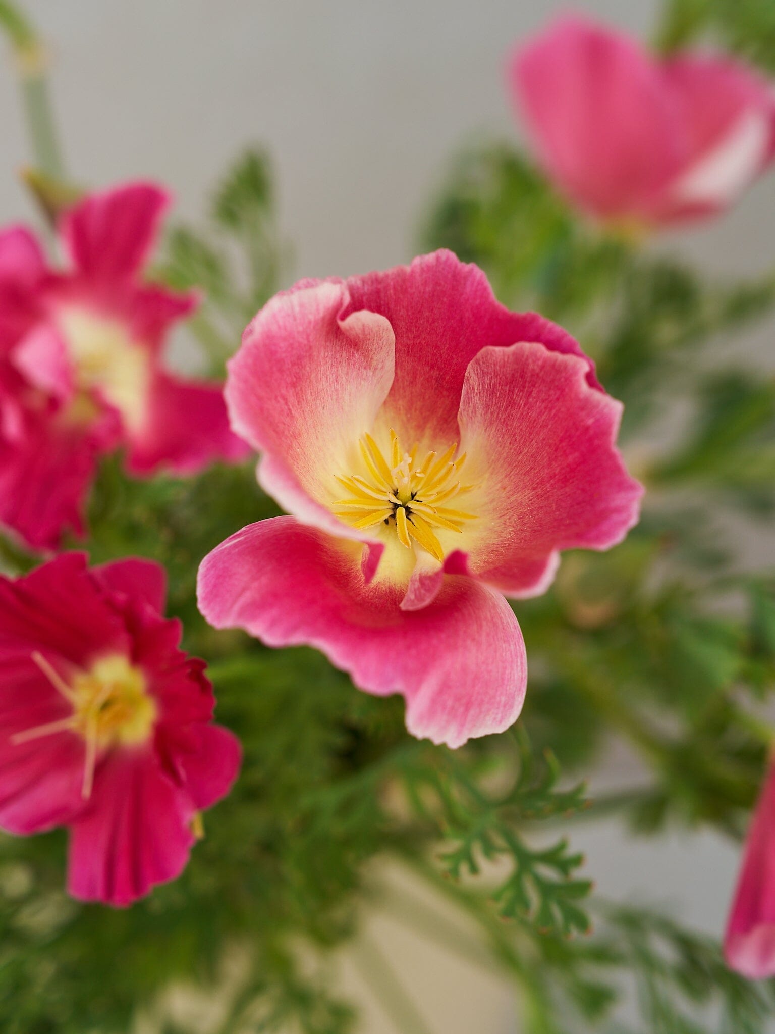 Californisk Guldvalmue 'Bush Rose' Seed 