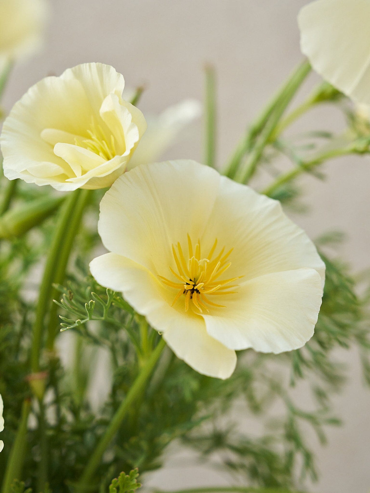Californisk Guldvalmue 'Milkmaid' Seed 