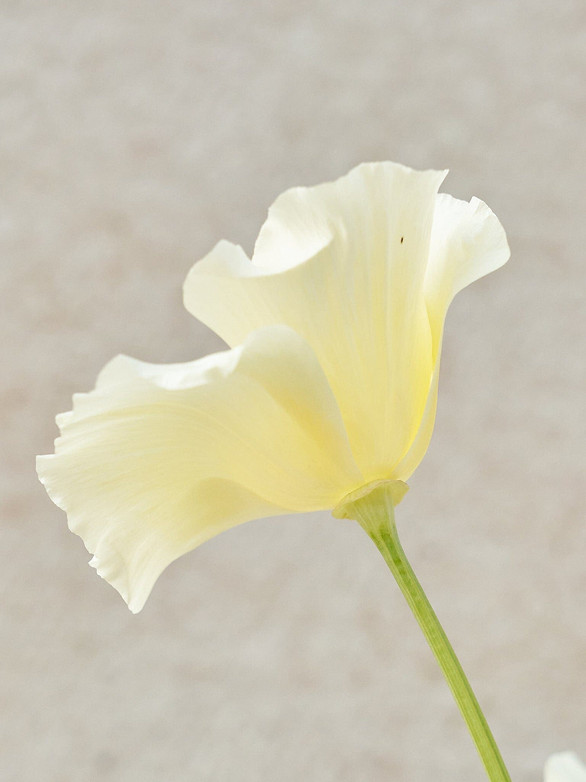 Californisk Guldvalmue 'Milkmaid' Seed 