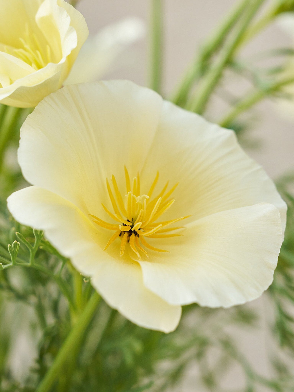 Californisk Guldvalmue 'Milkmaid' Seed 