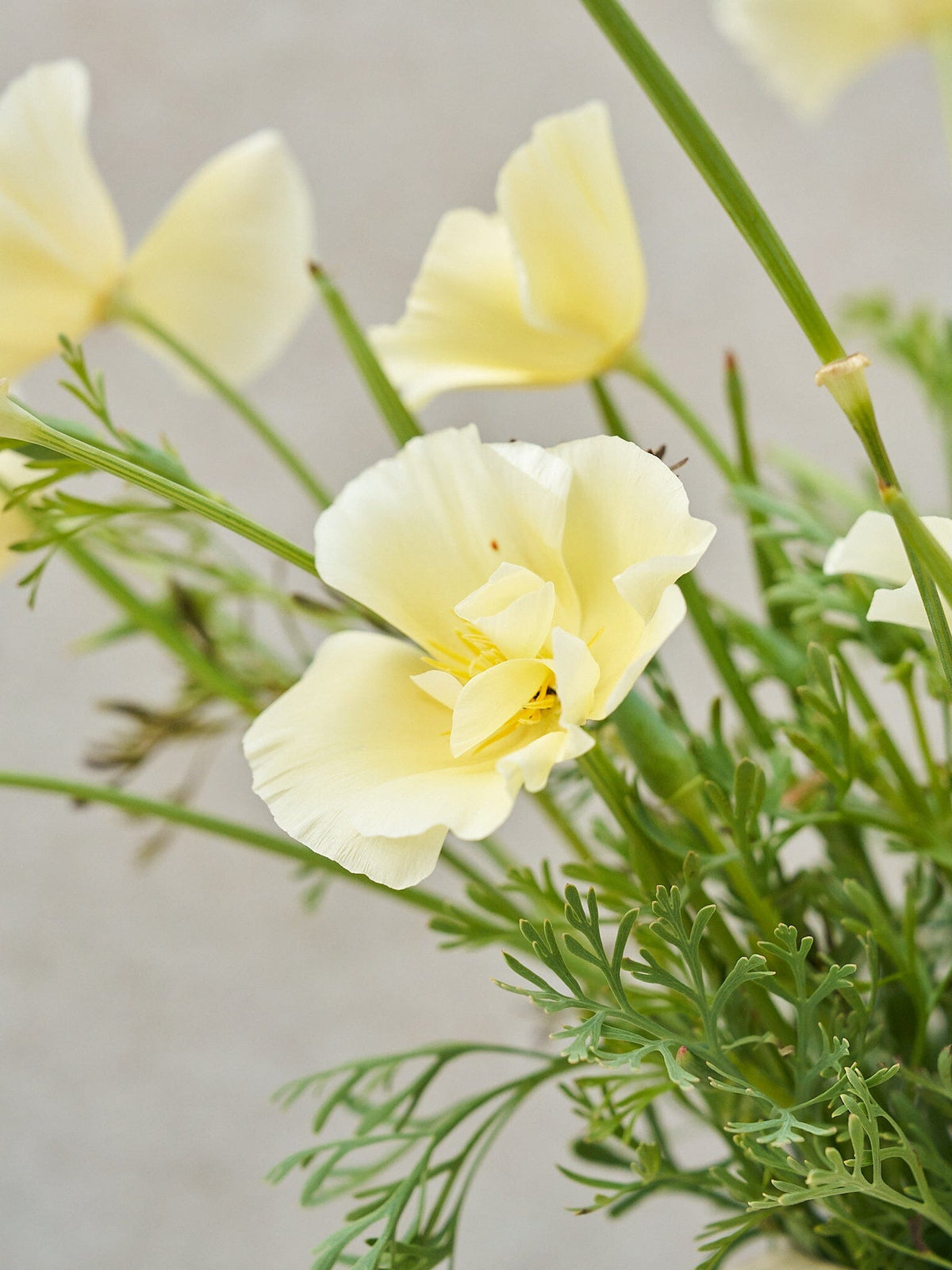 Californisk Guldvalmue 'Milkmaid' Seed 
