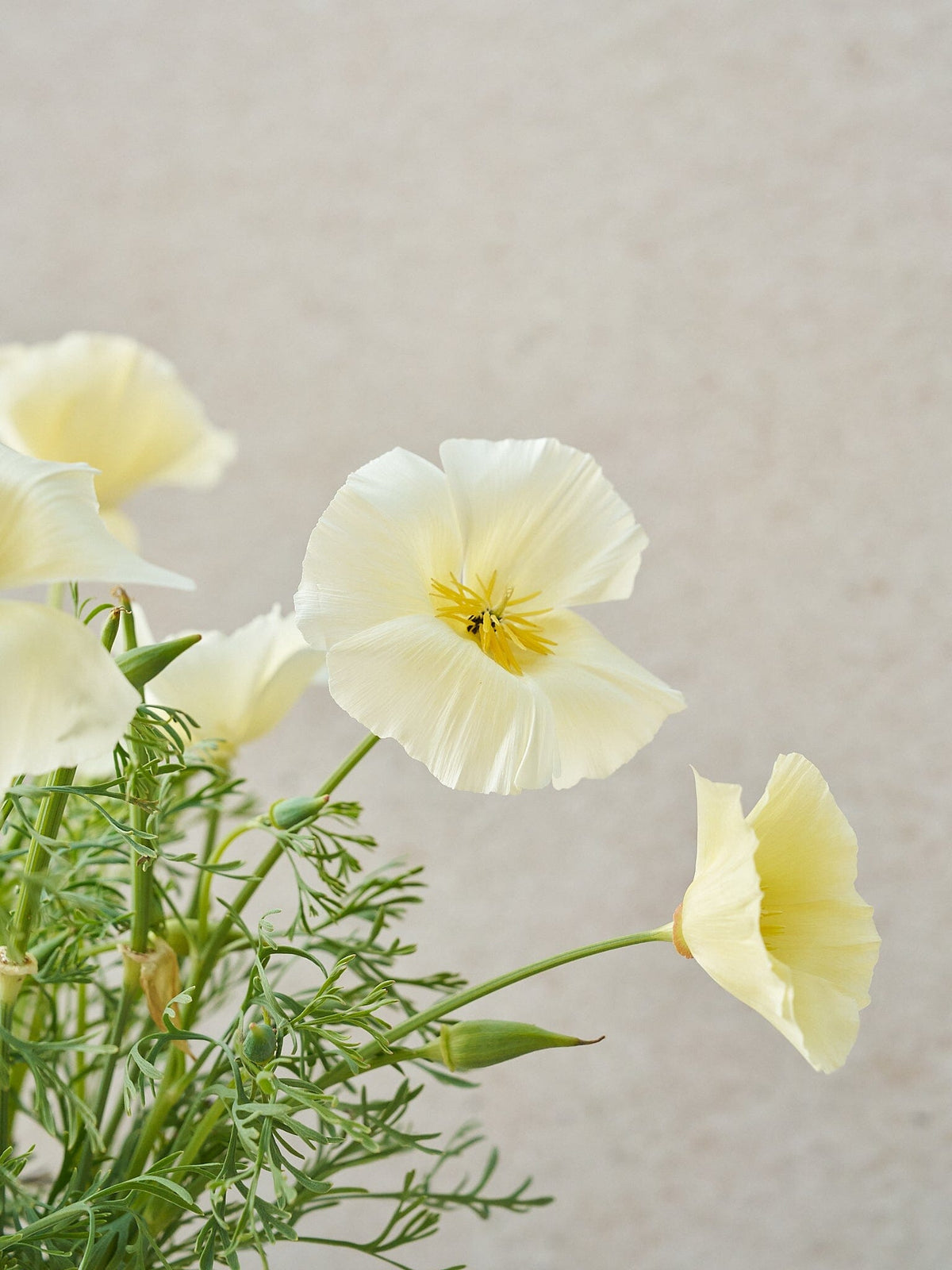 Californisk Guldvalmue 'Milkmaid' Seed 
