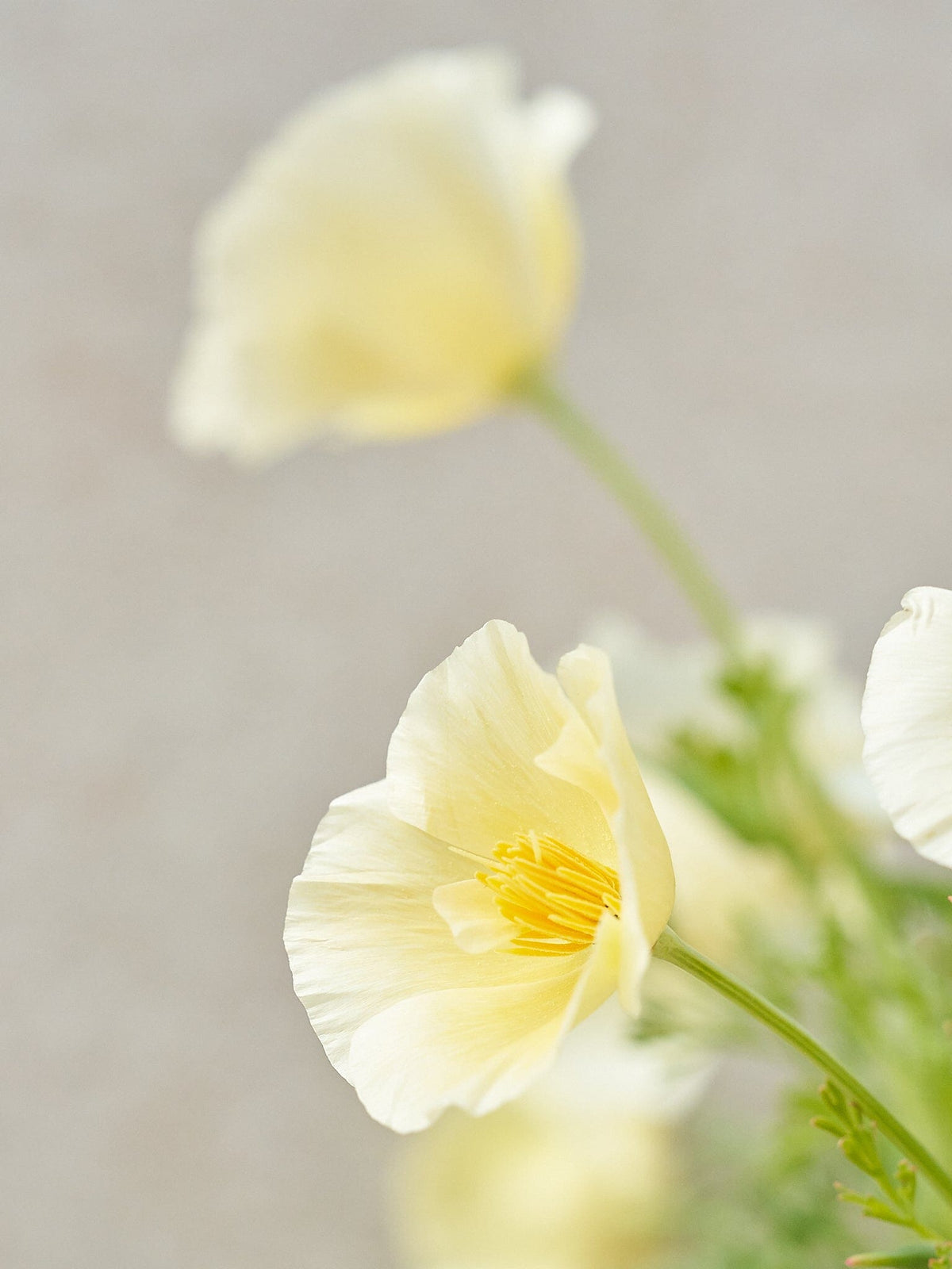 Californisk Guldvalmue 'Milkmaid' Seed 