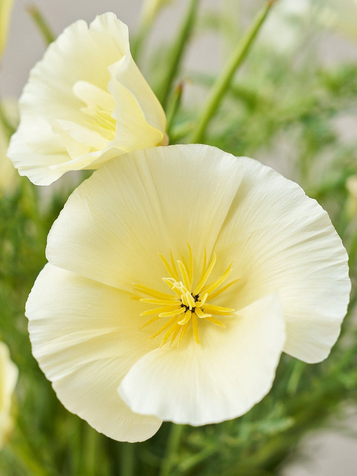 Californisk Guldvalmue 'Milkmaid' Seed 
