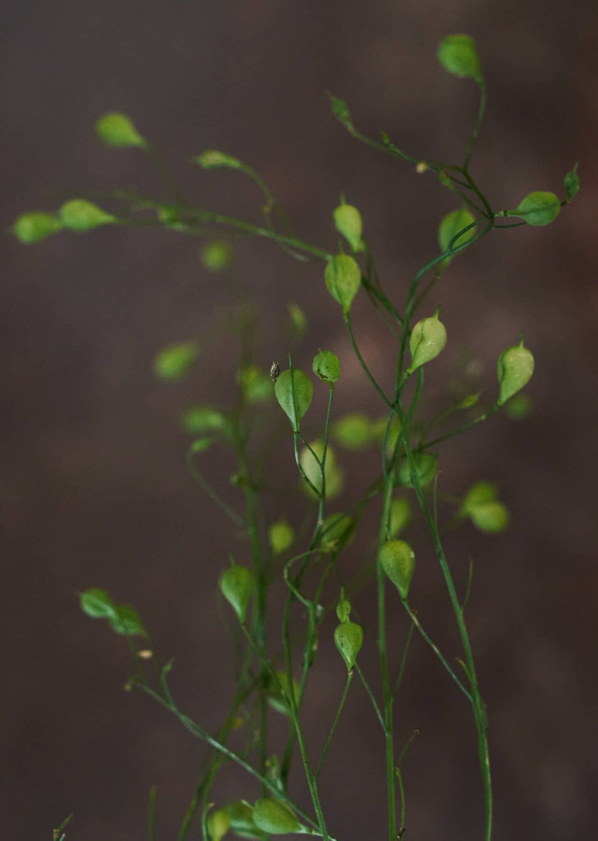 Camelina 'Attraxa' Seed 