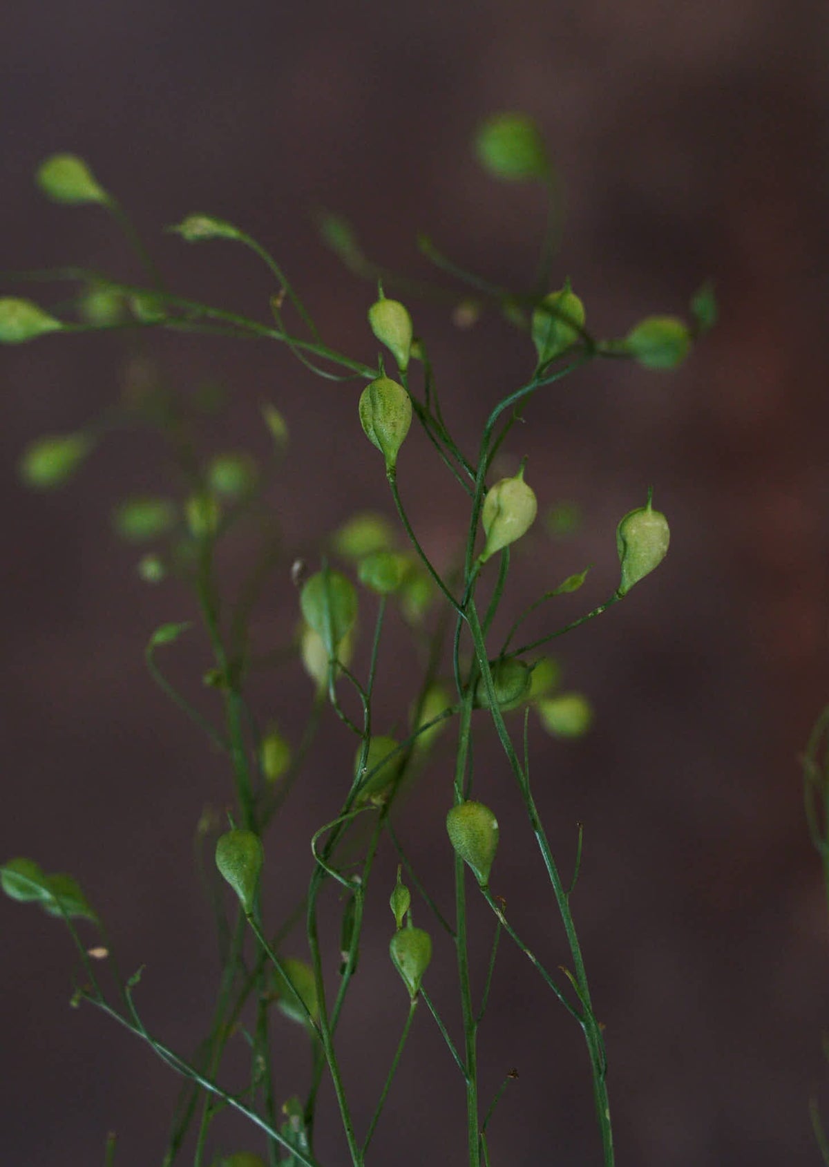 Camelina 'Attraxa' Seed 
