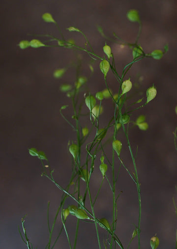 Camelina 'Attraxa' Seed 