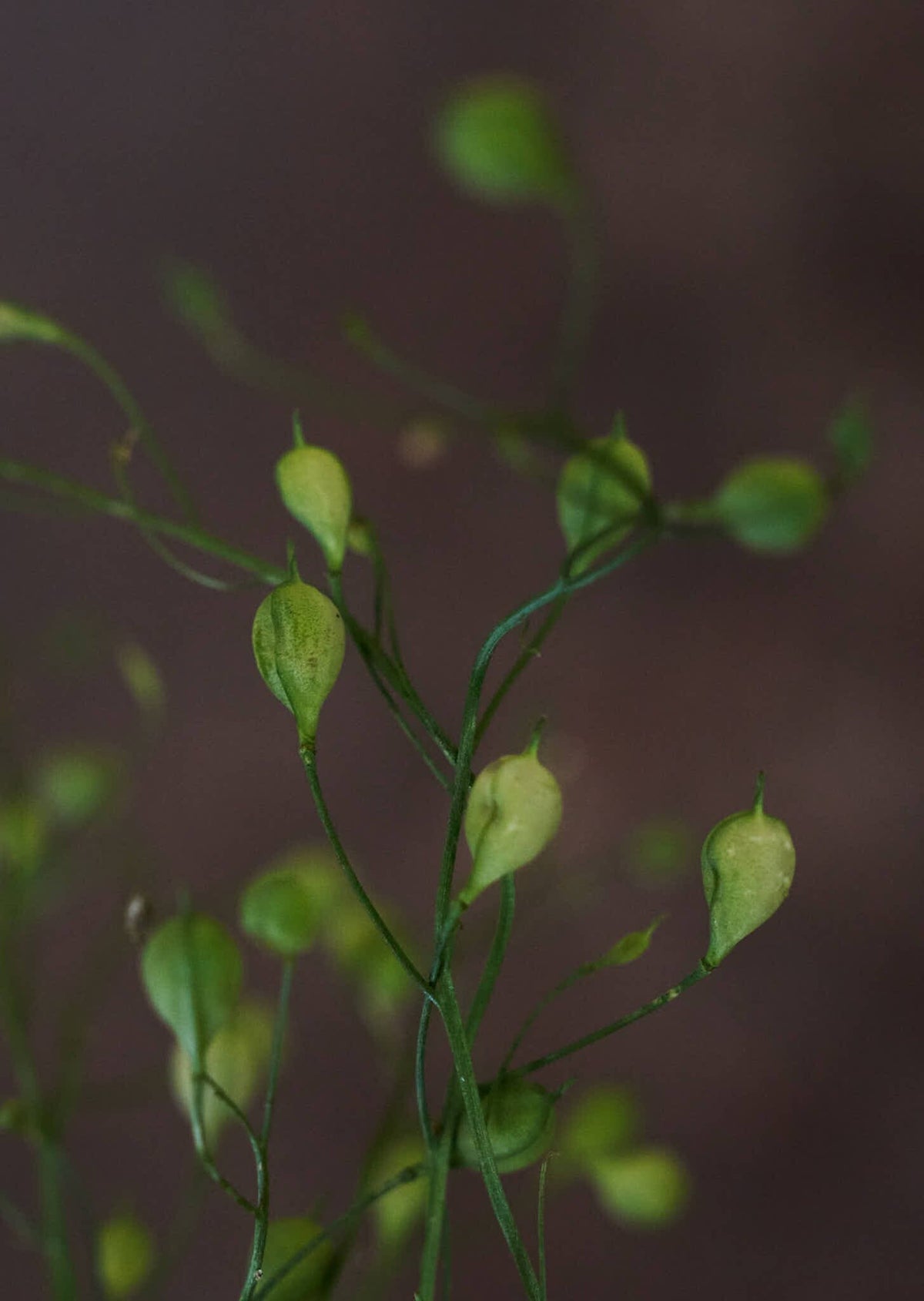 Camelina 'Attraxa' Seed 