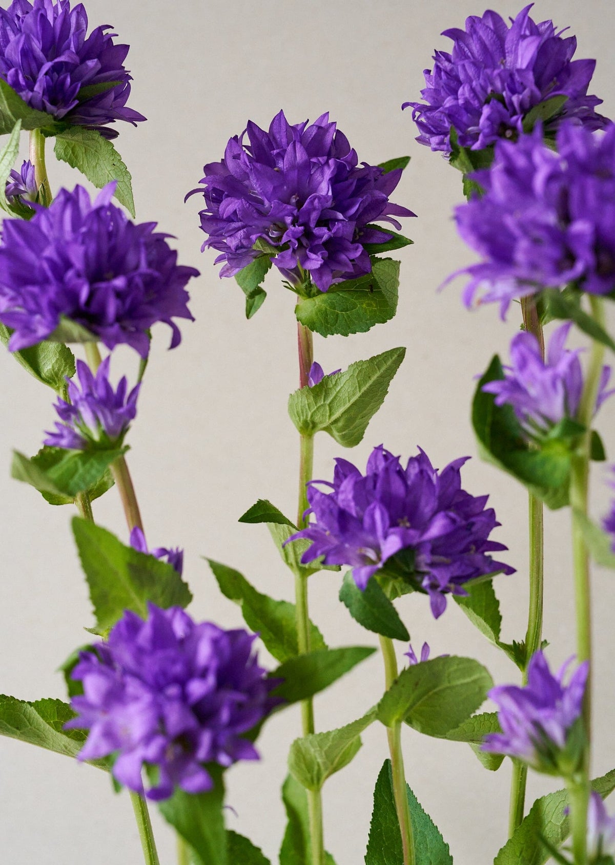 Campanula glomerata Dahurica Deep Blue Nøgleklokke Seed 