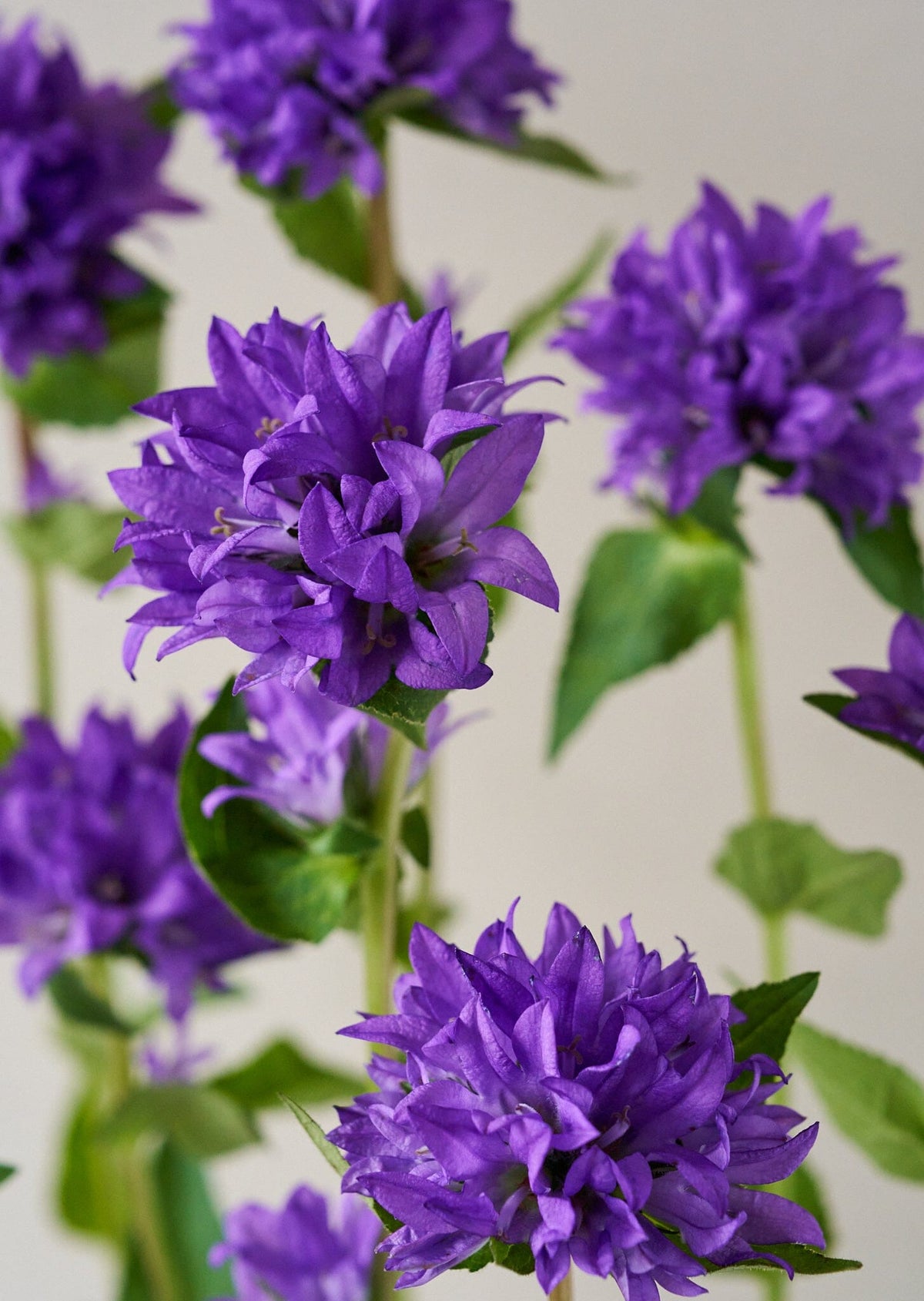 Campanula glomerata Dahurica Deep Blue Nøgleklokke Seed 
