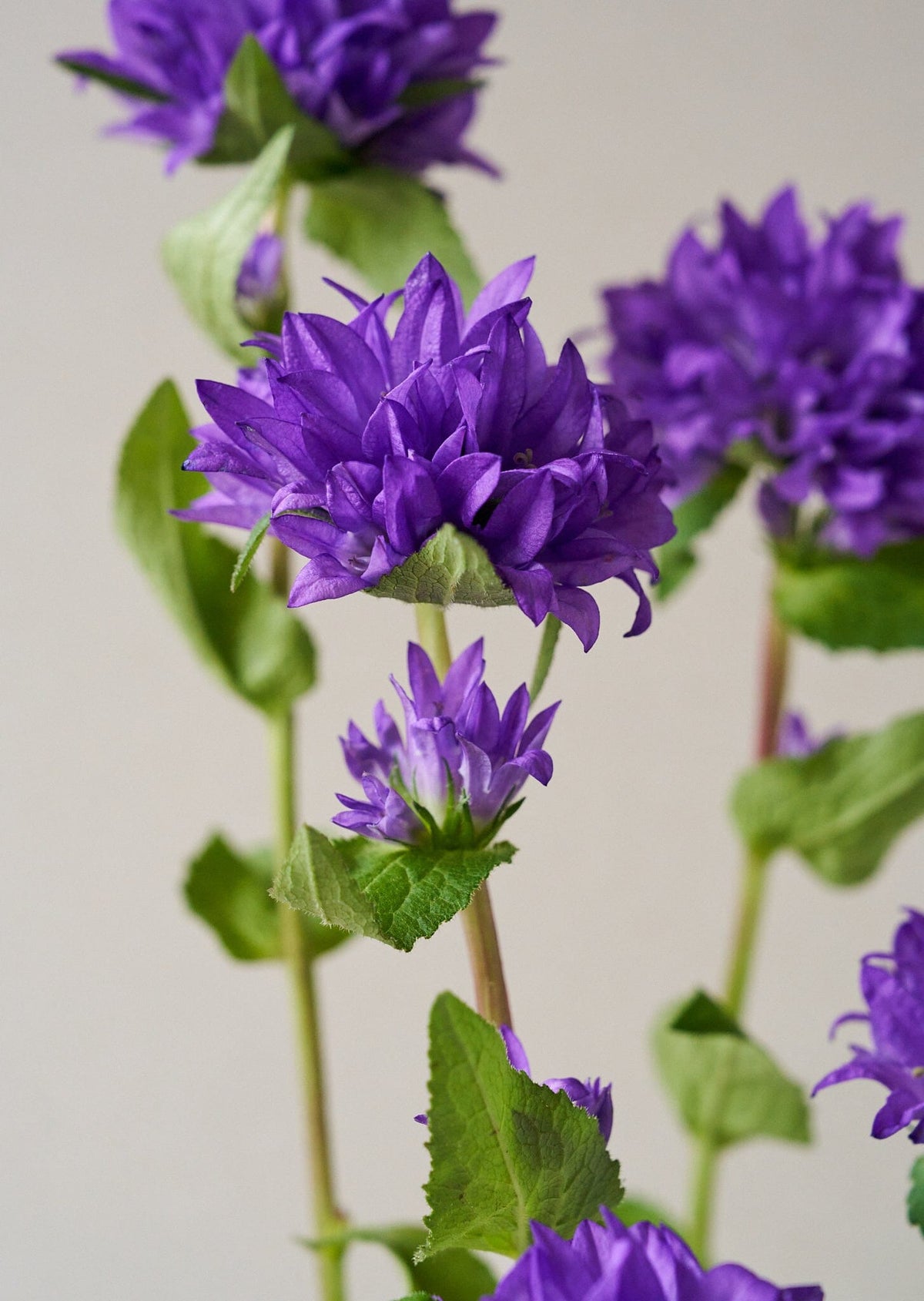 Campanula glomerata Dahurica Deep Blue Nøgleklokke Seed 
