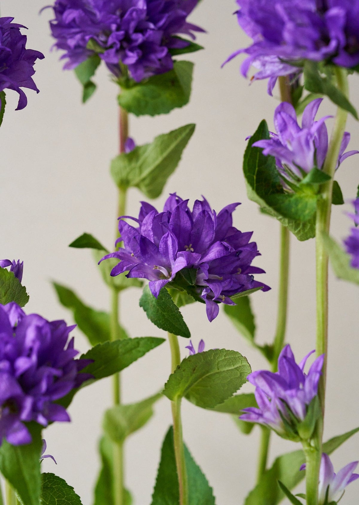 Campanula glomerata Dahurica Deep Blue Nøgleklokke Seed 