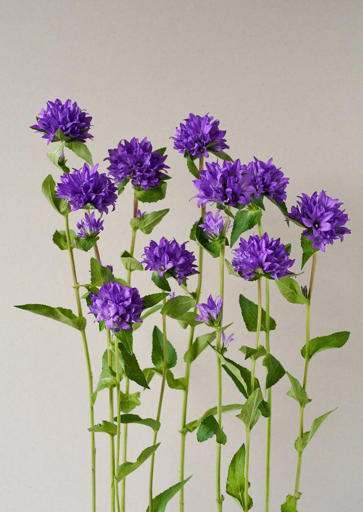 Campanula glomerata Dahurica Deep Blue Nøgleklokke Seed 