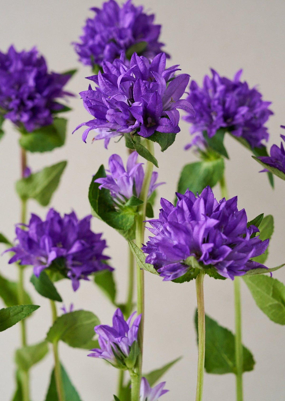 Campanula glomerata Dahurica Deep Blue Nøgleklokke Seed 