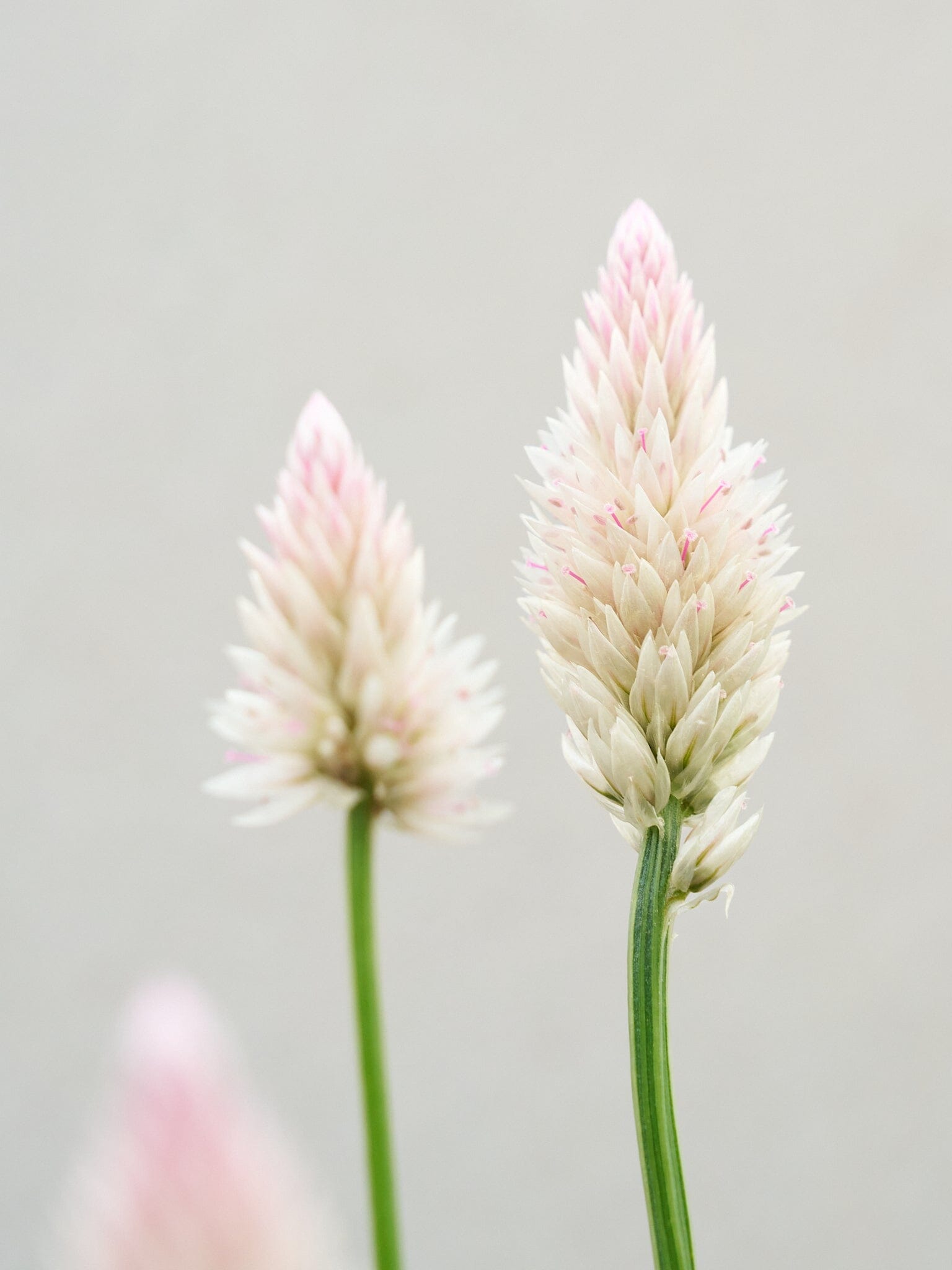 Celosia 'Xantippe' Seed 