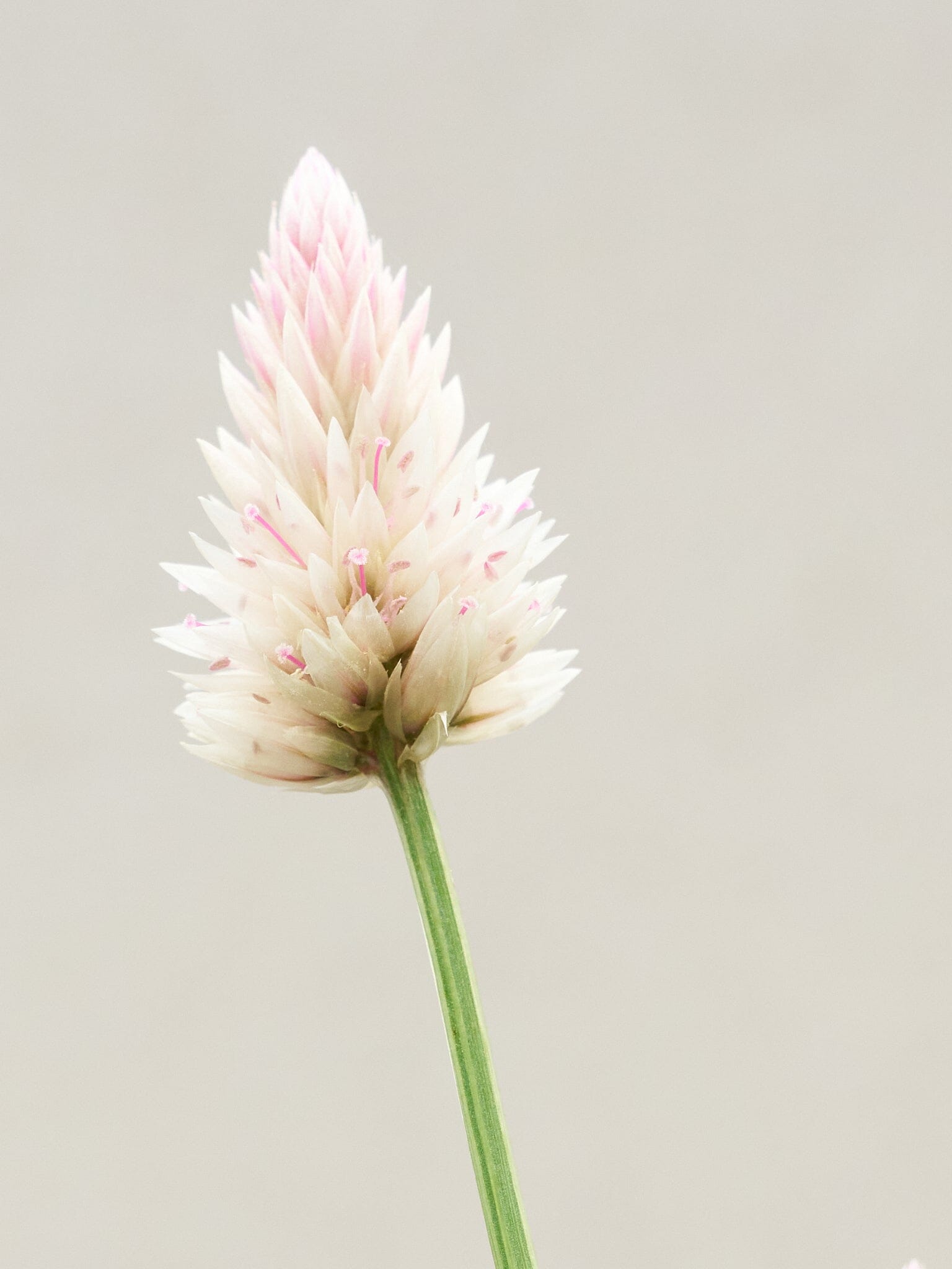 Celosia 'Xantippe' Seed 