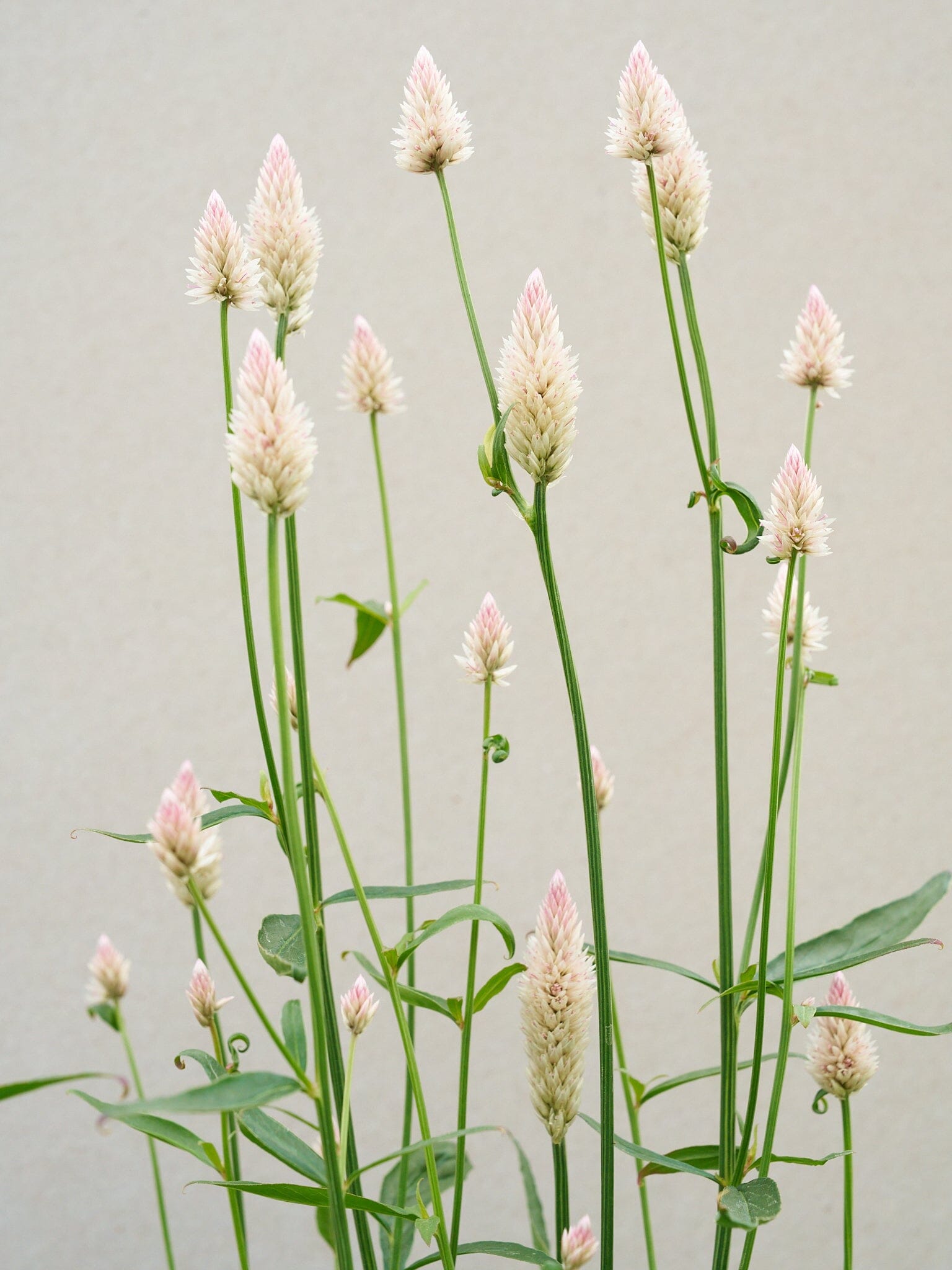 Celosia 'Xantippe' Seed 