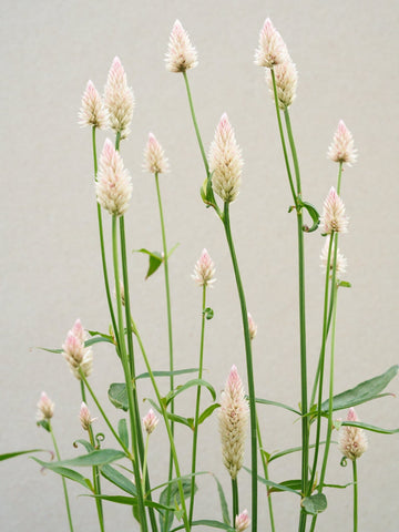 Celosia 'Xantippe'