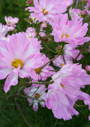 Cosmos van hemert Seed 