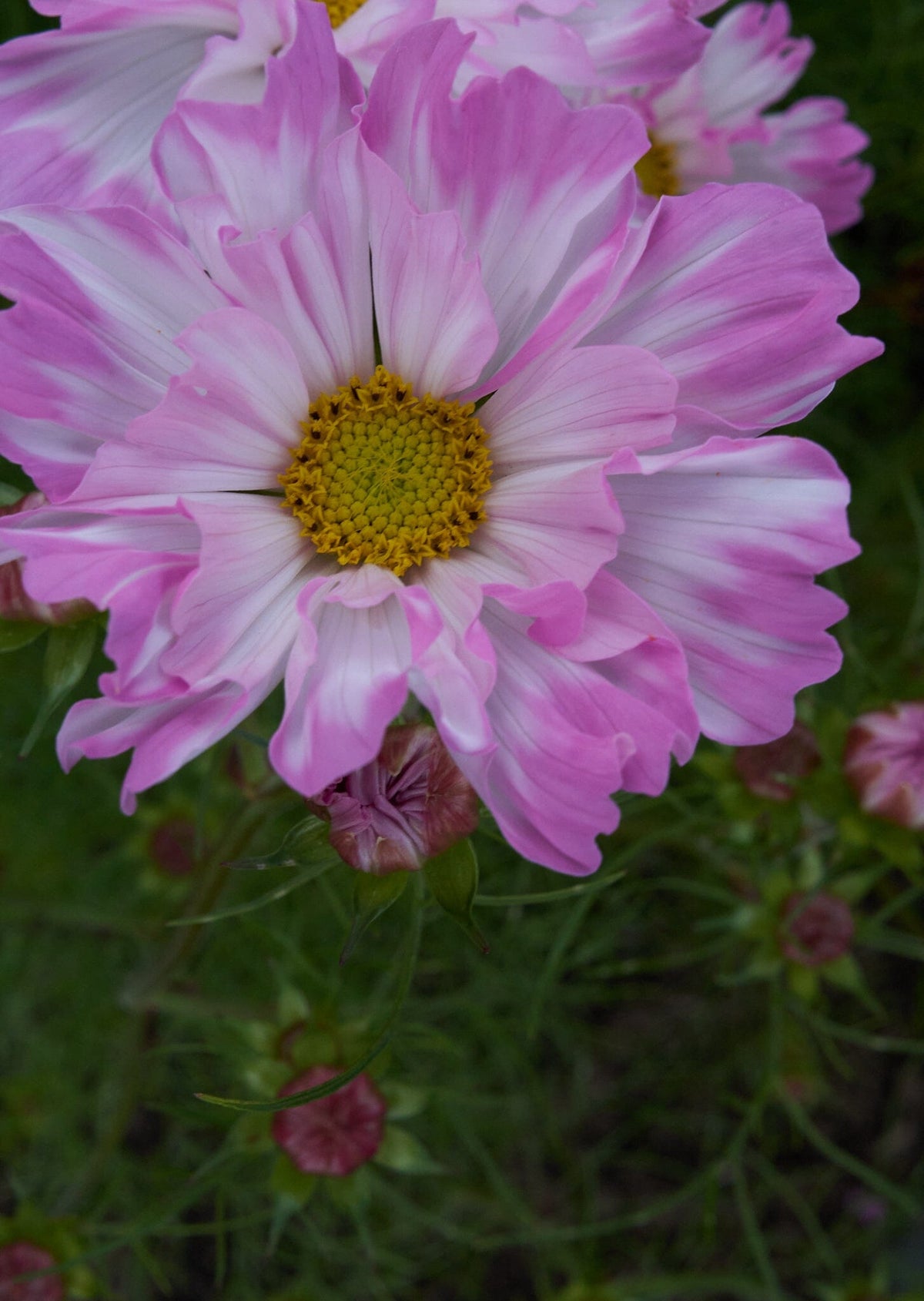 Cosmos van hemert Seed 