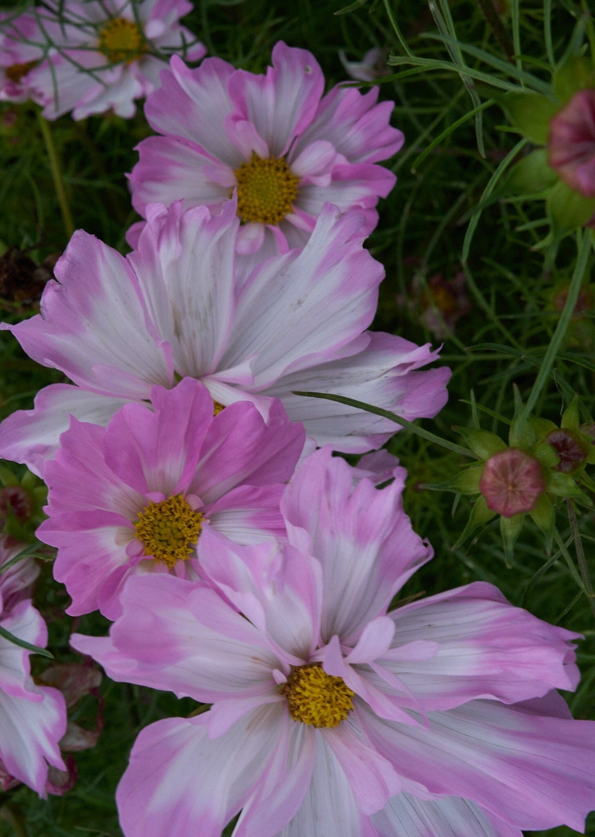 Cosmos van hemert Seed 