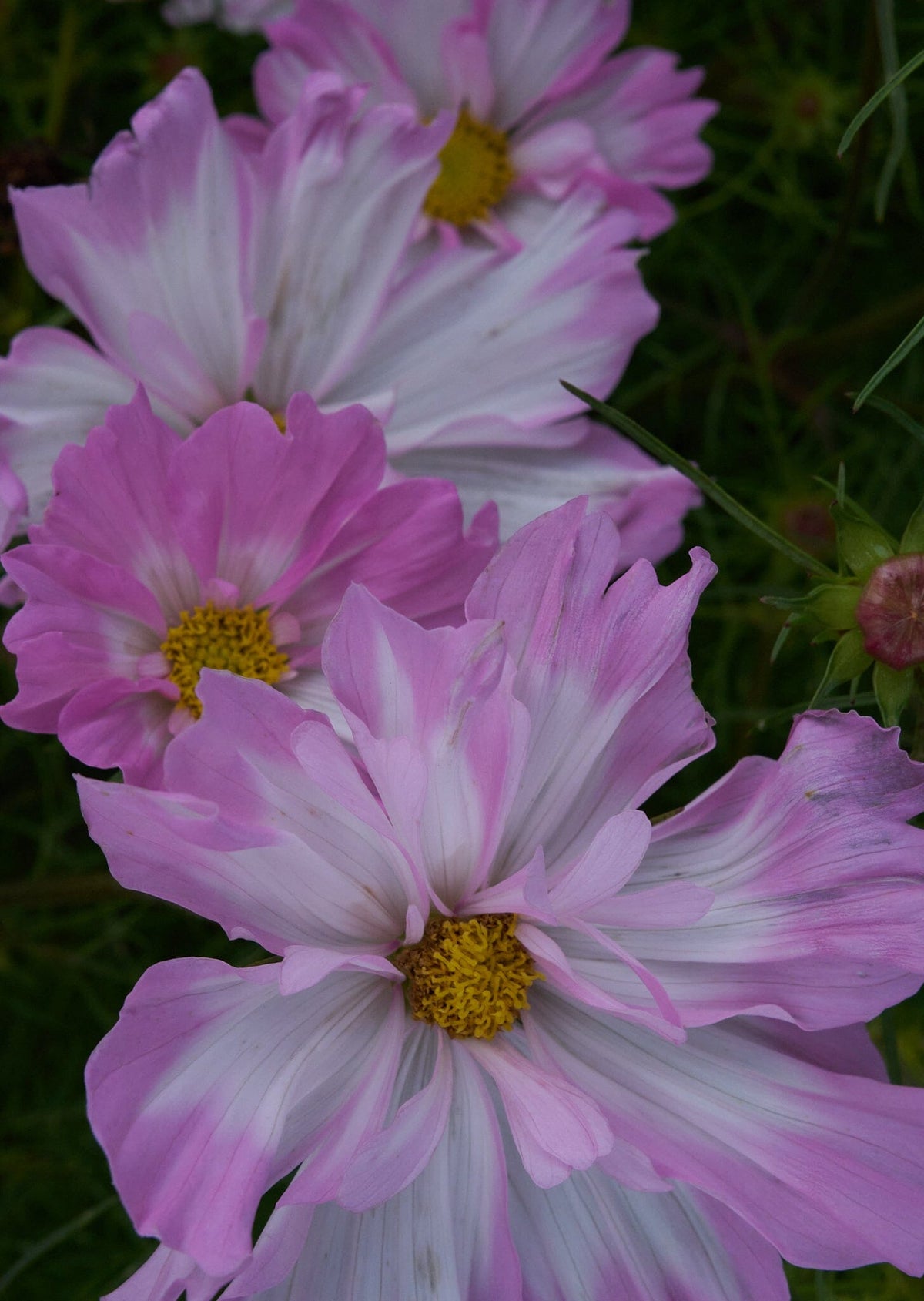 Cosmos van hemert Seed 
